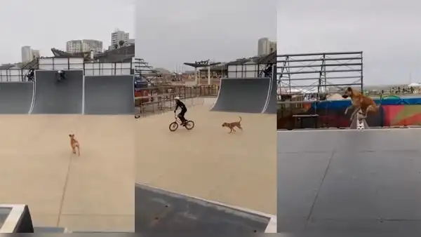 Perrito hace divertidos trucos junto a joven que practica ciclismo BMX y se hace viral