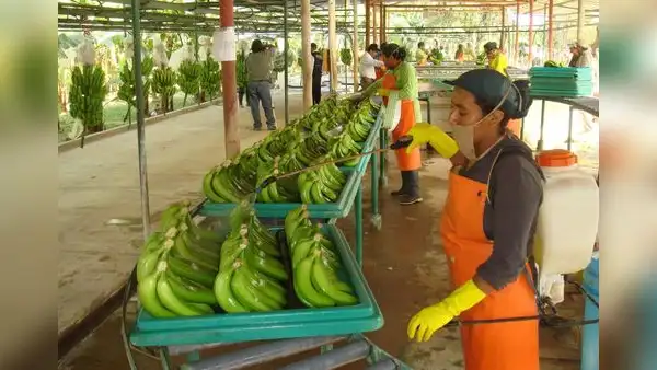 Venta de alimentos orgánicos movilizaría US$294.000 millones este año a nivel mundial