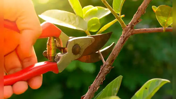Por primera vez, científicos detectan los 'gritos' de las plantas cuando son cortadas