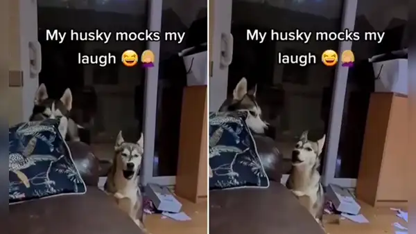 Perro se 'burla' de la risa de su dueño y escena sorprende a miles en redes sociales
