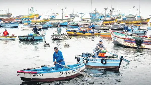 Se abre paso actualización de la Ley General de Pesca