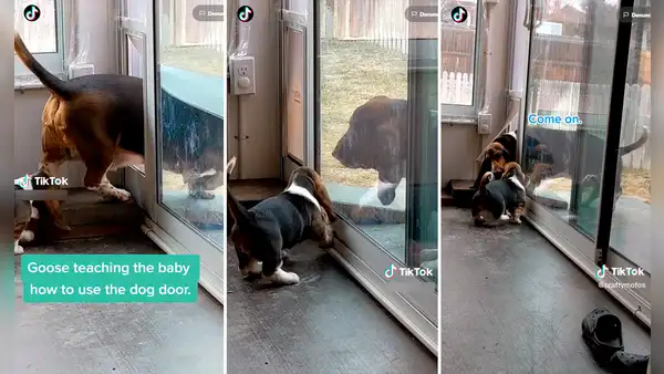 ¡Madre solo hay una! Perrita enseña a su cría cómo salir por la puerta para mascotas