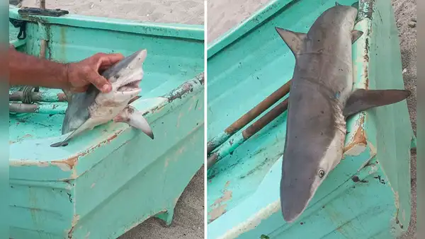 Reportan presencia de cría de tiburones en playas de Punta Hermosa