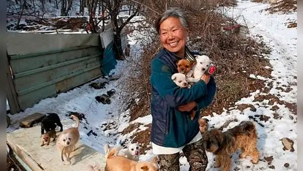 Mujer rescata a 200 perros que iban a ser vendidos a un restaurante como alimento