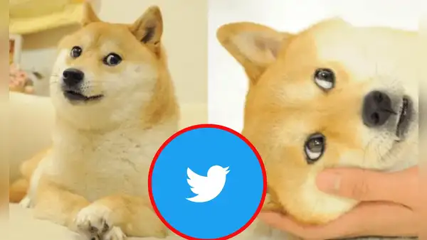 Kabosu: ¿cómo se volvió viral en internet el perro cuyo meme ahora es el logo de Twitter?