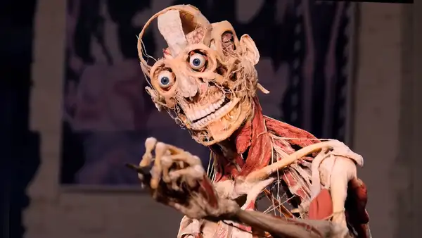 Así es Body Worlds, la exposición en la que podría terminar tu cadáver después de morir