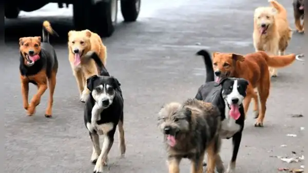 Ley 4 patas en peligro: organizaciones denuncian que Minsa pretende no esterilizar a animales abandonados