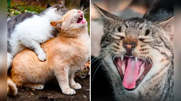¿Por qué motivo las gatas hacen demasiado ruido al momento de aparearse?
