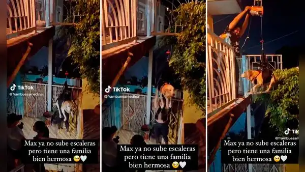 Video muestra cómo familia crea un arnés para ayudar a subir a su perro