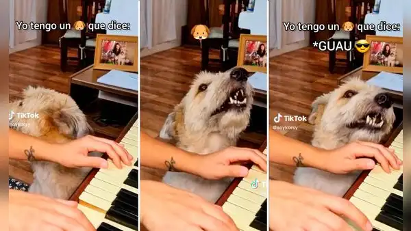 Perro se hace viral al cantar mientras su dueña toca el piano: “Mejor que Bad Bunny”