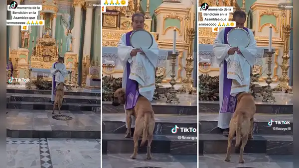 ¿Pidió por los perritos del mundo? Can entra a iglesia durante misa y se mete debajo de túnica de párroco para 'orar'