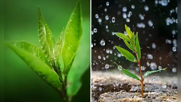 ¿Sabías que las plantas "sienten pánico" de la lluvia? Esto dicen los científicos