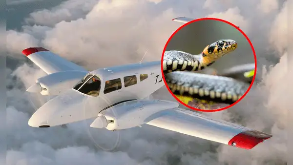Piloto encuentra una serpiente por su asiento y se salva de ser mordido en pleno vuelo