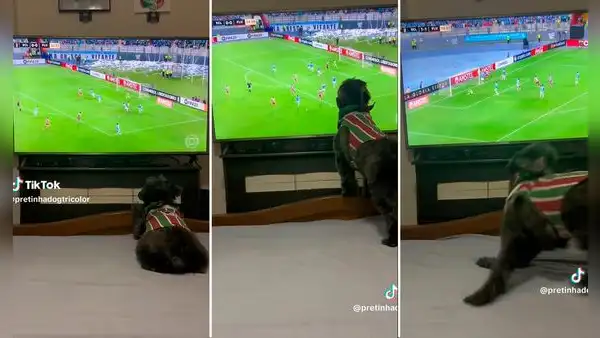 ¿El perro más futbolero?: can se vuelve viral por 'celebrar' los goles de Fluminense ante Cristal