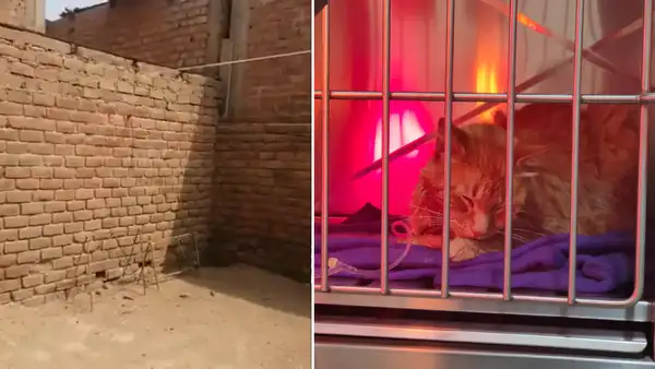 Ventanilla: albergue sufre continuas amenazas de envenenamiento a mascotas