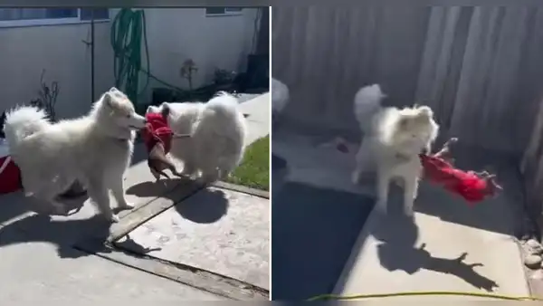 Perros fueron regañados por su dueña tras jugar toscamente con una chihuahua