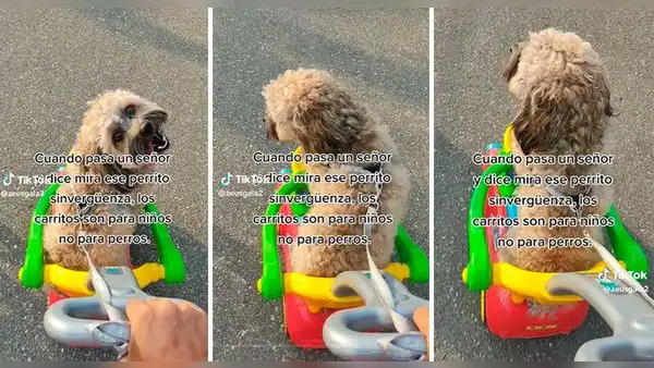 “Los carritos son para niños, no para perros”: mujer pasea a su mascota en movilidad de juguete y la critican