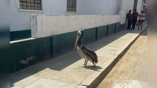 Vecinos preocupados por inusual aparición de pelícano cerca al centro de Trujillo