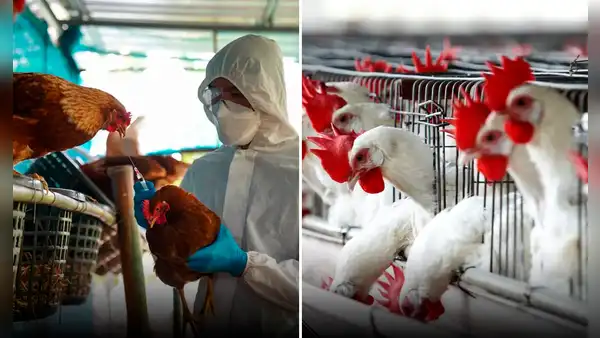 Reportan primera muerte de paciente infectada con la variante H3N8 de gripe aviar en China