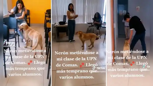 Perro entra a salón de clases en una universidad: "Es más puntual que muchos"