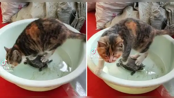 Gato usa tortuga como soporte para no mojarse las patitas mientras toma agua: "Pensó que era una piedra"