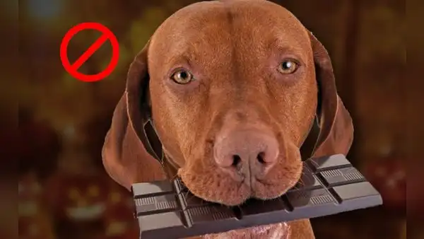 ¿Por qué motivo los perros no deben comer chocolate? Aquí la respuesta