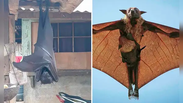 ¿Cuánto mide el zorro volador filipino, considerado el murciélago más grande del mundo?