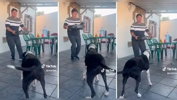 ¡Al ritmo del merengue! Perrita saca singulares pasos y cautiva a usuarios