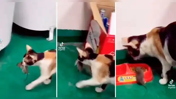 Gato se ‘solidariza‘ con ratón y le ‘invita’ a comer del mismo plato: “Ama a su prójimo”