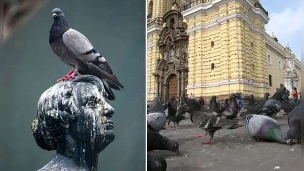 ¿Por qué hay tantas palomas en Lima y cómo prevenir que se conviertan en un riesgo de salud pública?