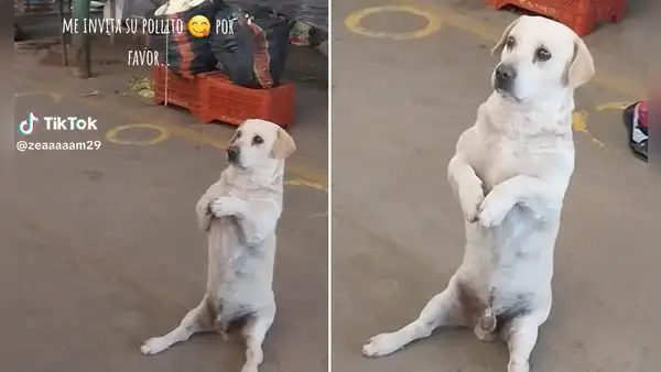 Perrito enternece por esperar 'sentado' frente a puesto de carne: “Cosita bella”