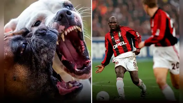 Philemon Mulala: ¿cómo el exfutbolista fue devorado por 3 perros que crio desde cachorros?