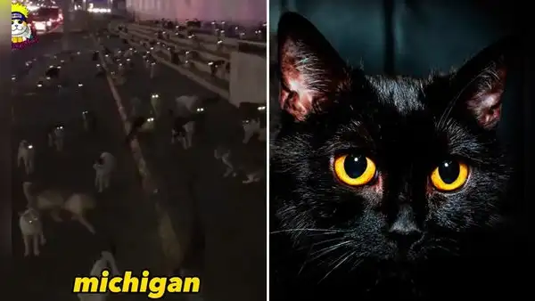 Encuentran cientos de gatitos con ojos brillosos en la noche y video se vuelve viral: “Michigan”