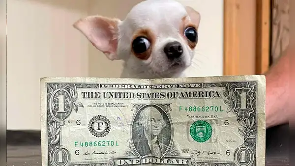 Pearl, la chihuahua de 9,14 cm, es la perrita más pequeña del mundo: mide como un dólar