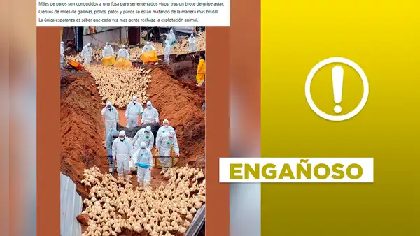 Foto de patos a punto de ser sacrificados no corresponde al brote de gripe aviar en 2023