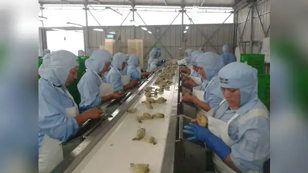 Agroexportaciones siguen creciendo en Chavimochic