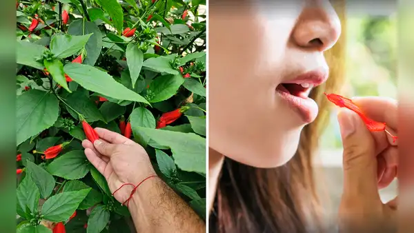 ¿Recuerdas cuando chupabas el néctar de esta flor? Conoce qué puede producir a largo plazo