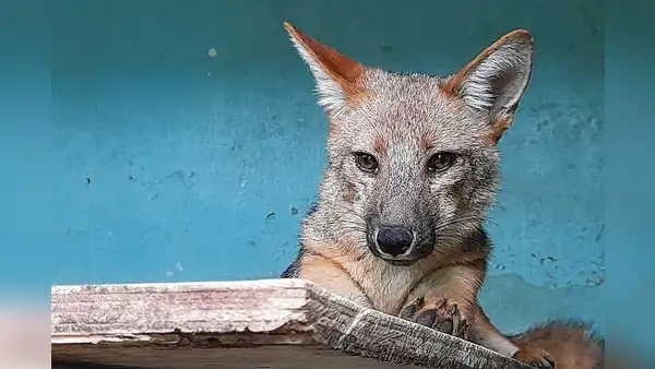 Zorros, dueños de Las Lomas