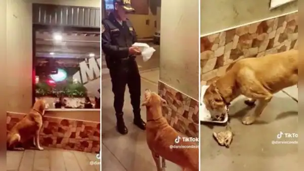 Policía se compadece de perrito callejero que miraba una pollería y le compra 1/4 de pollo a la brasa