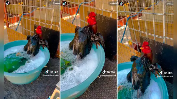 Gallo disfruta de un relajante baño de tina y usuarios reaccionan: “Qué buena vida”