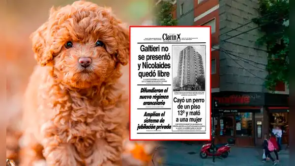 La insólita historia del perrito que cayó del piso 13 y provocó 3 muertes en Argentina