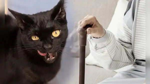 Murió sola y fue devorada por sus gatos: el triste caso de Clara Tobón