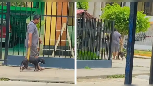 Hombre ayuda a caminar a su perrito enfermo y enternece en redes sociales: “Qué hermoso”