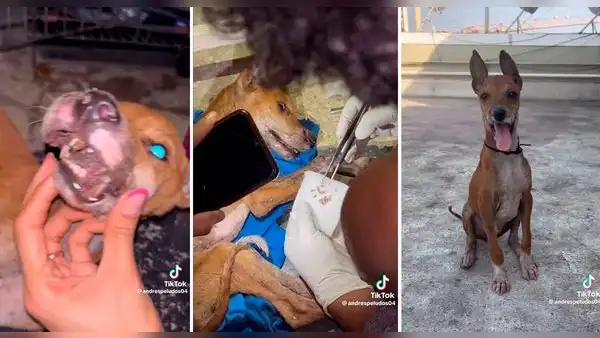 Perrito callejero es rescatado y ahora tiene una mejor vida: “Ellos no merecen sufrir”