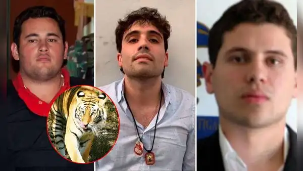 Hijos del ‘Chapo’ alimentaban a sus tigres con cuerpos de sus víctimas, asegura la DEA