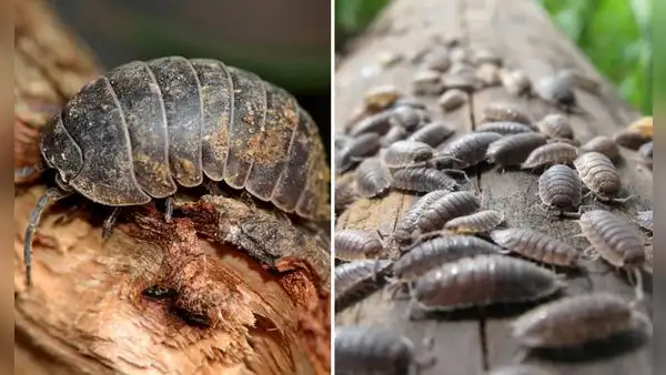 ¿Por qué no debes matar a los chanchitos de tierra que ves en tu casa y cuál es su nombre real?
