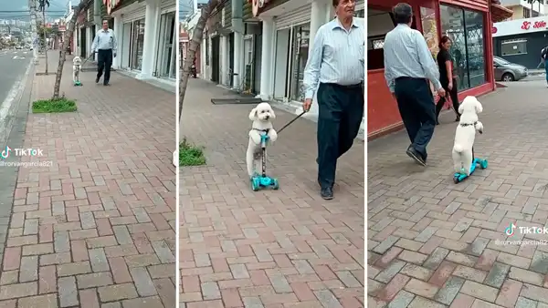 Adulto mayor pasea a su perrito en scooter y causa furor en redes sociales: "Niño camuflado de firulais"