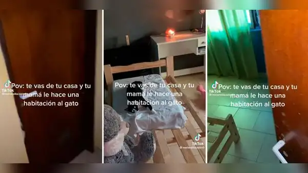 Joven se va de la casa y su madre convierte la habitación en el cuarto del gato: “Como debe ser”