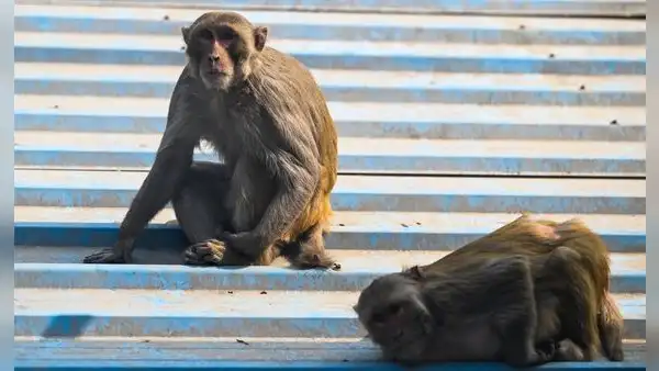 Niño de 3 años muere luego de que un grupo de monos le lanzaran una piedra