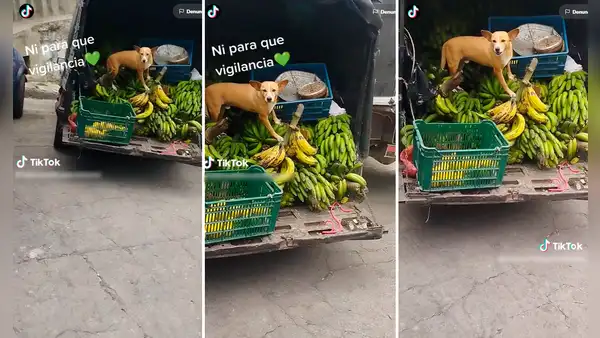"¿Y para qué policía?": perrito guardián no permite que nadie se acerque a la mercadería de su dueño
